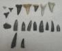NC Oligocene finds